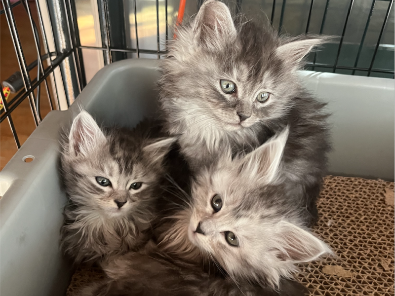 My Maine Coon Cattery Offering The Best Maine Coon Kittens in Connecticut!