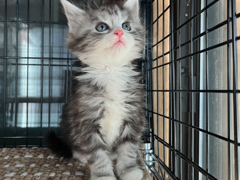 My Maine Coon Cattery Offering The Best Maine Coon Kittens in Connecticut!