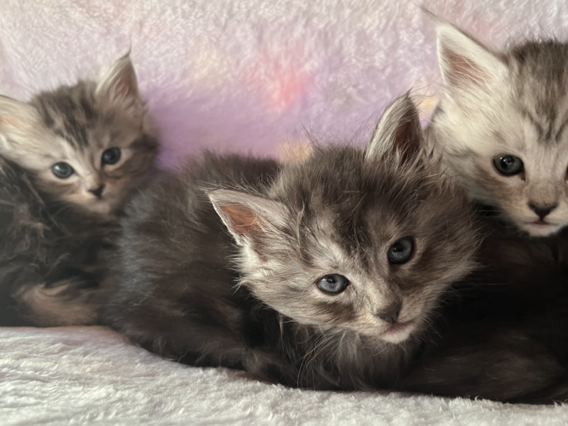 My Maine Coon Cattery Offering The Best Maine Coon Kittens in Connecticut!