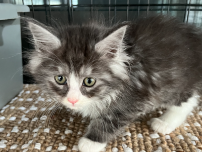 Polydactyl Silver Smoke Maine Coon Kitten My Maine Coon Cattery
