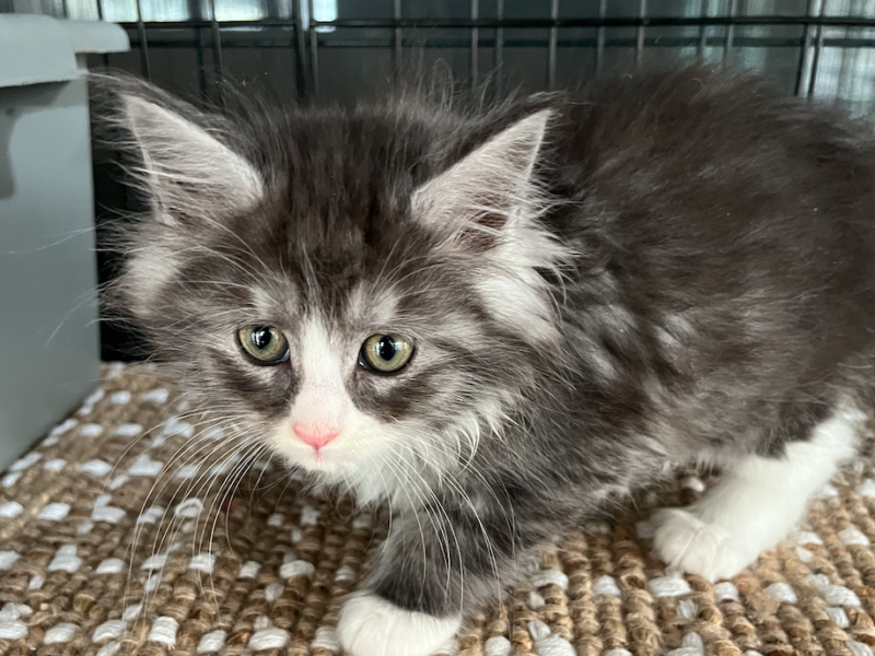 Polydactyl Silver Smoke Maine Coon Kitten My Maine Coon Cattery