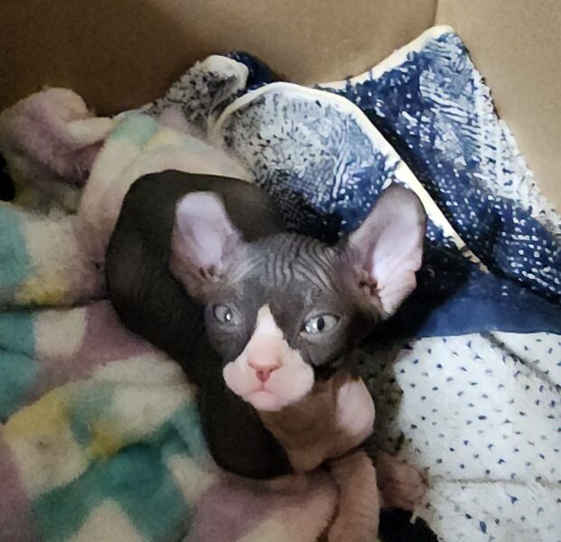 7 week old sphynx with elf ears