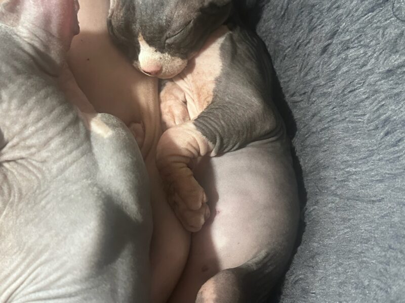 7 week old sphynx with elf ears