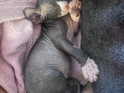 7 week old sphynx with elf ears