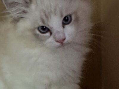Ragdoll Kittens