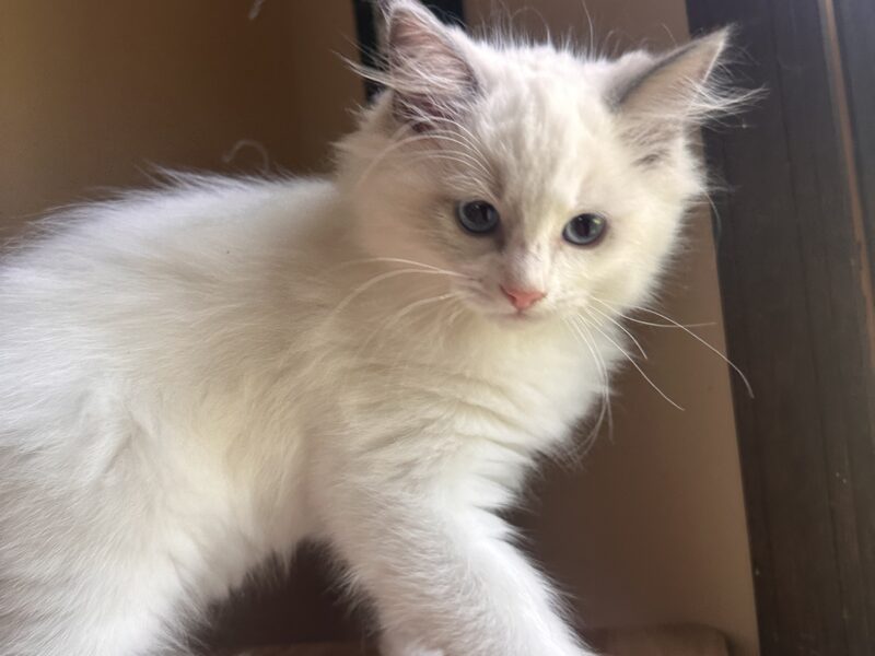 Ragdoll Kittens