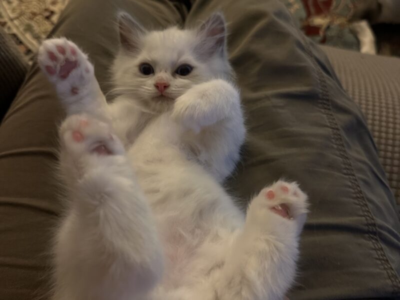 Ragdoll Kittens