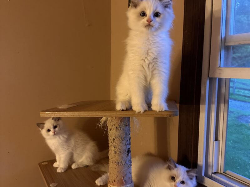 Ragdoll Kittens