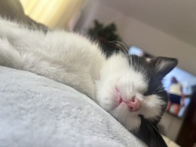 Two 12 week old rescue kittens