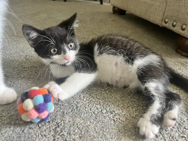 Two 12 week old rescue kittens