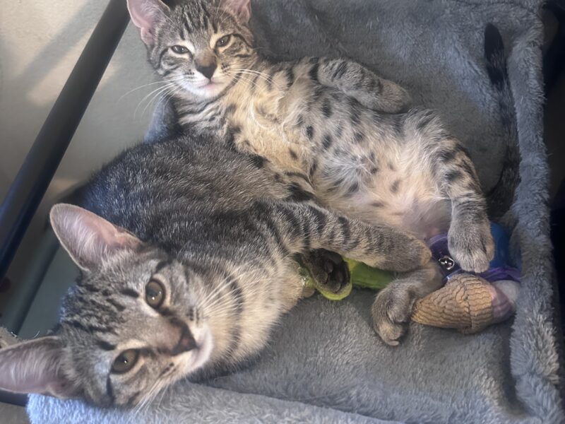 Kittens