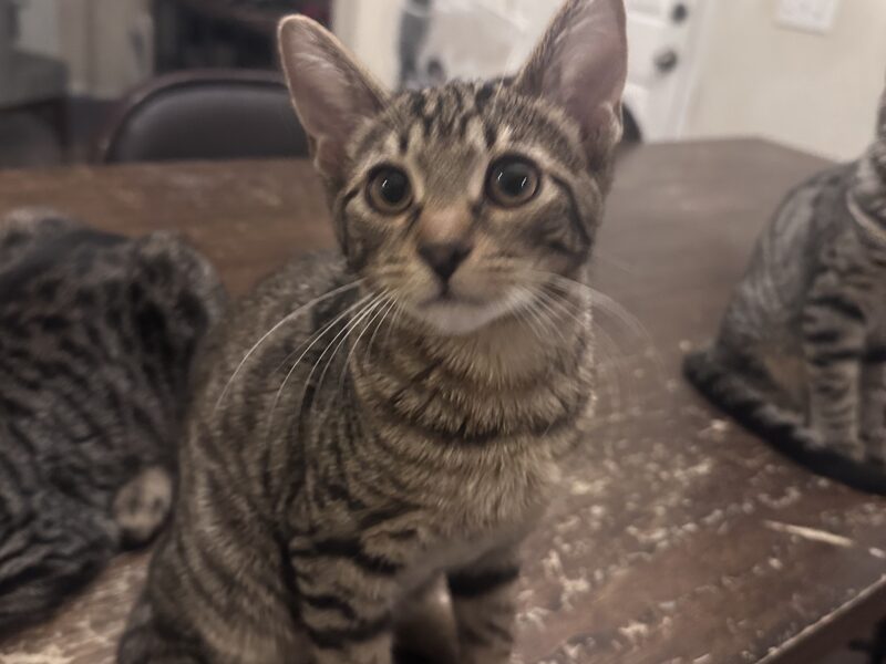 Kittens