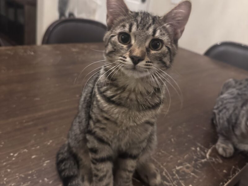 Kittens
