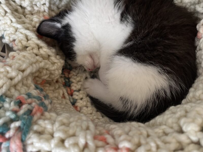 Two 12 week old rescue kittens