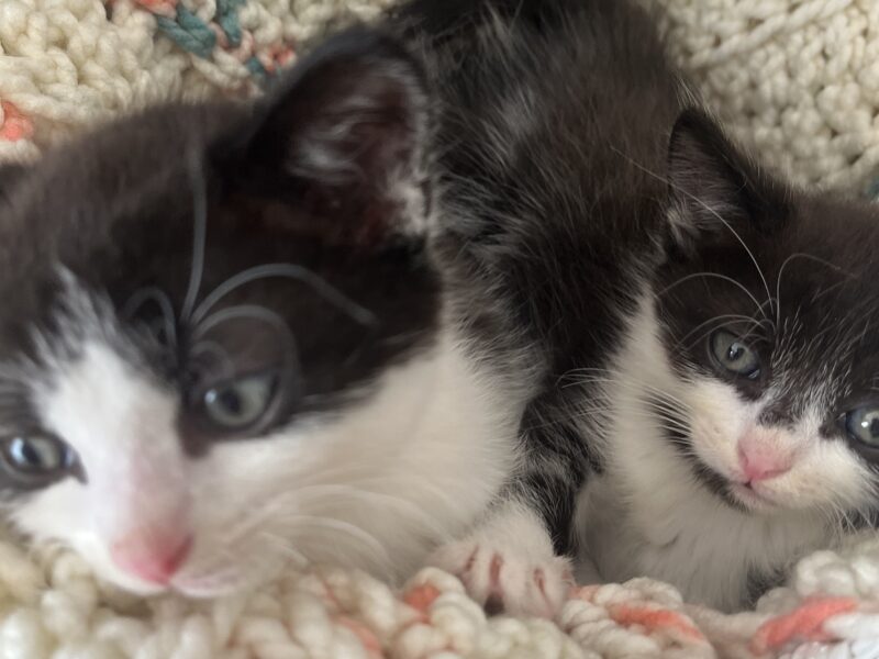 Two 12 week old rescue kittens
