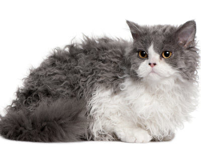 SELKIRK REX KITTENS FOR SALE