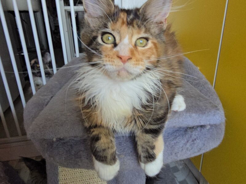 LOVESI cattery