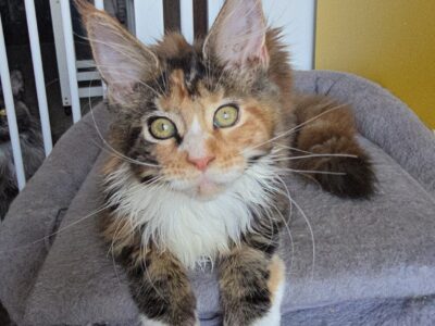 LOVESI cattery