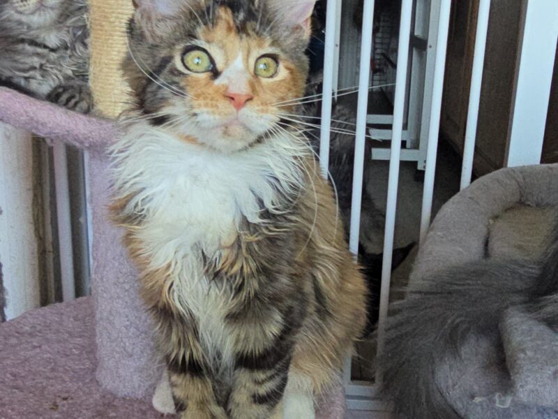 LOVESI cattery