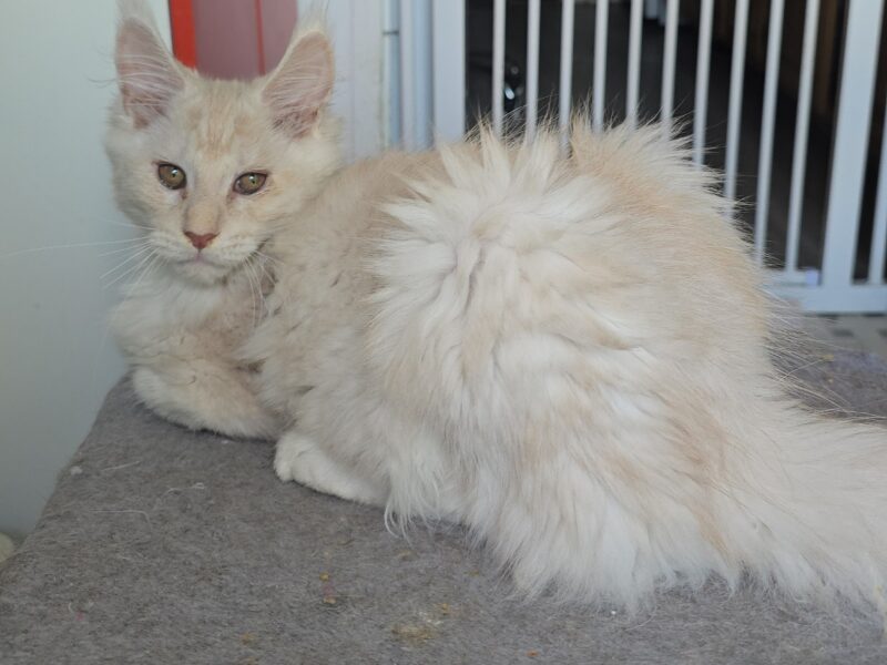 LOVESI cattery