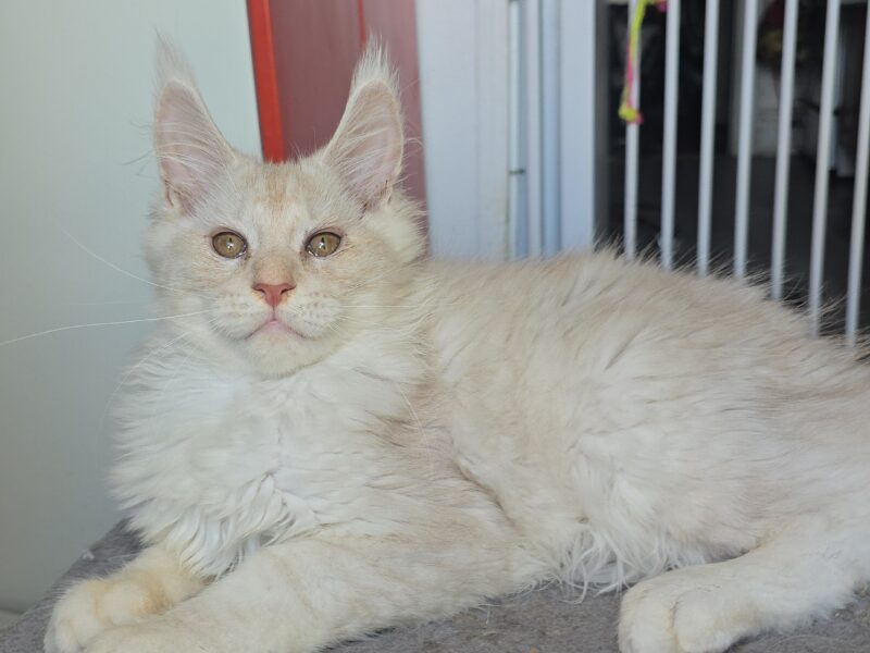 LOVESI cattery