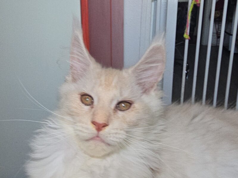 LOVESI cattery