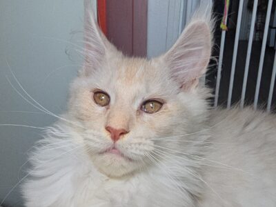 LOVESI cattery