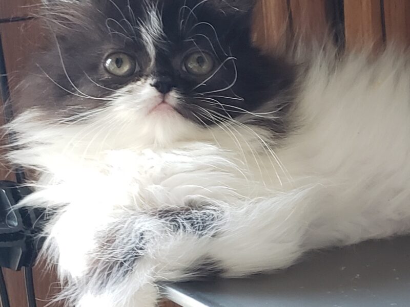 Domino