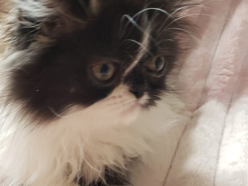 Domino