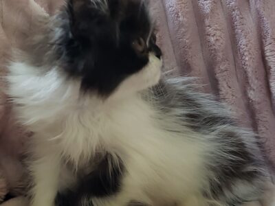 Domino