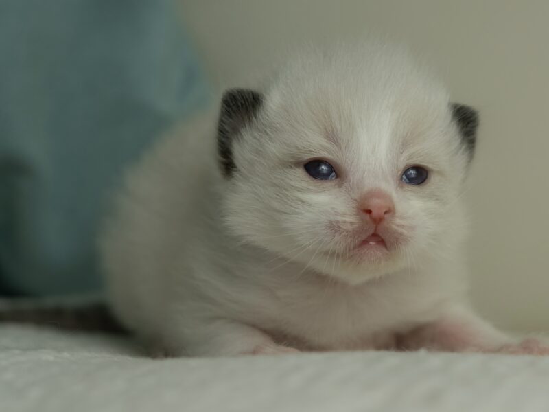 Ragdoll Kittens
