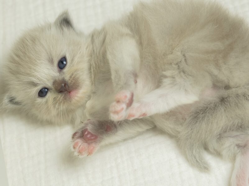 Ragdoll Kittens