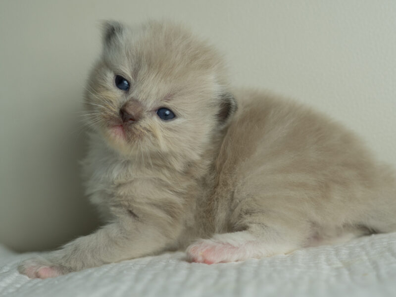 Ragdoll Kittens