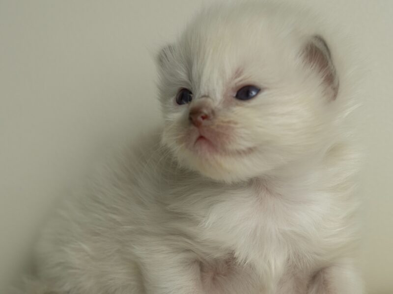 Ragdoll Kittens