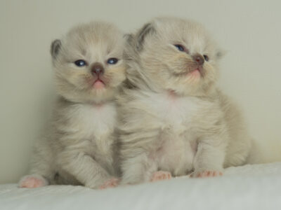 Ragdoll Kittens