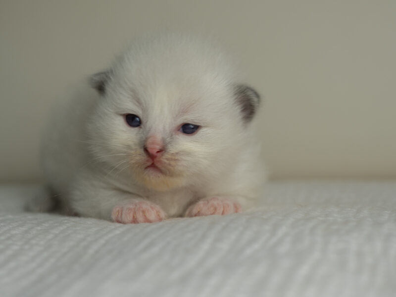 Ragdoll Kittens