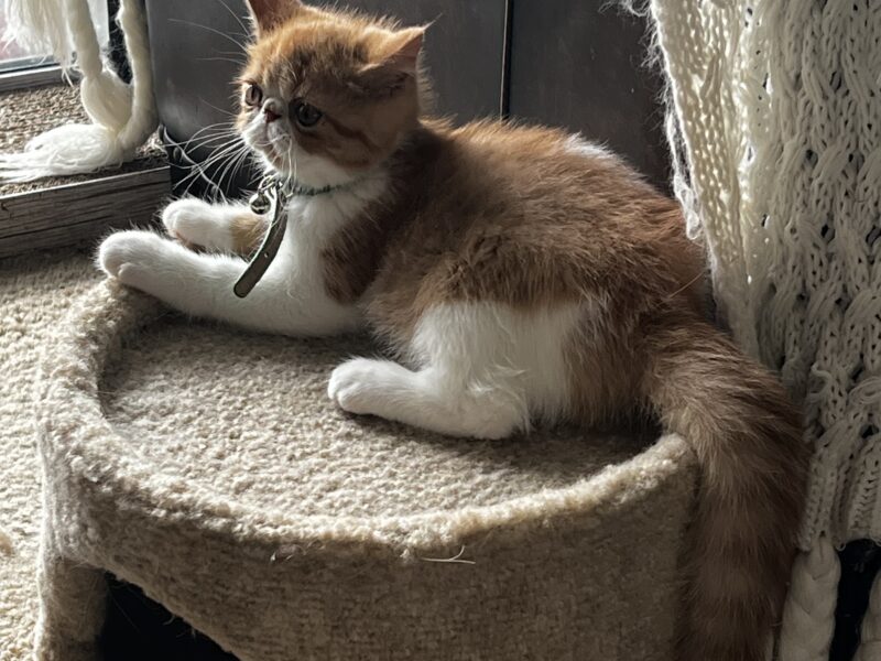 Orange tabby and white