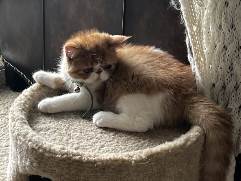 Orange tabby and white