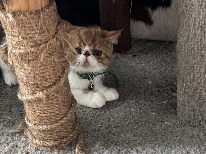 Orange tabby and white