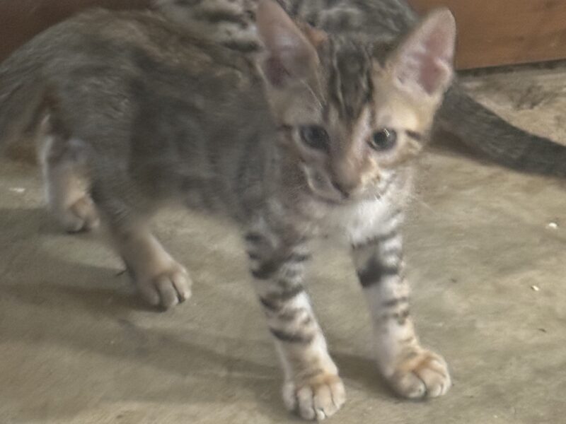 Brown and snow bengals available