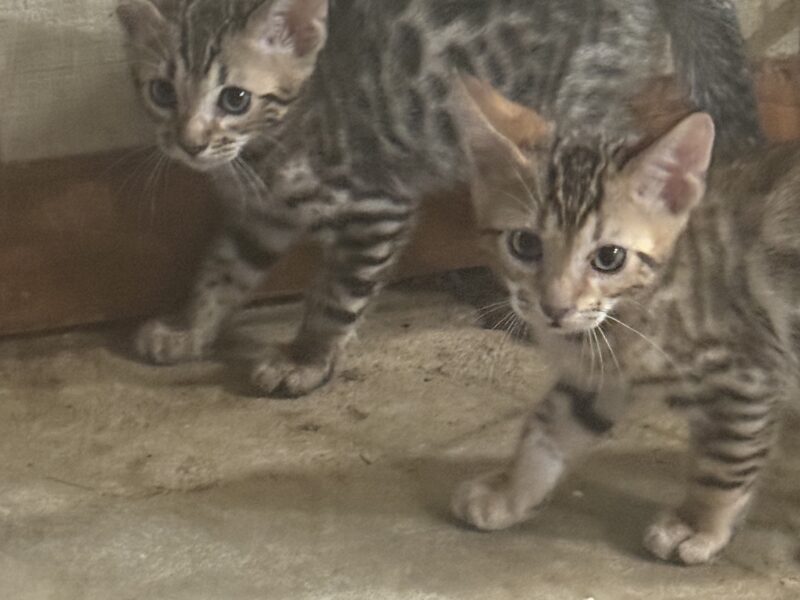 Brown and snow bengals available