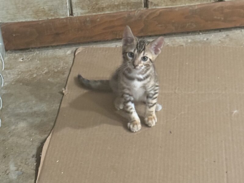 Brown and snow bengals available