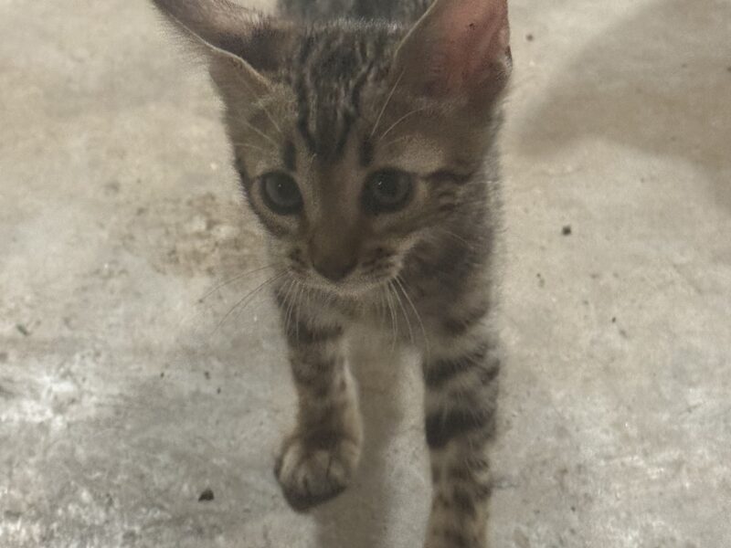 Brown and snow bengals available