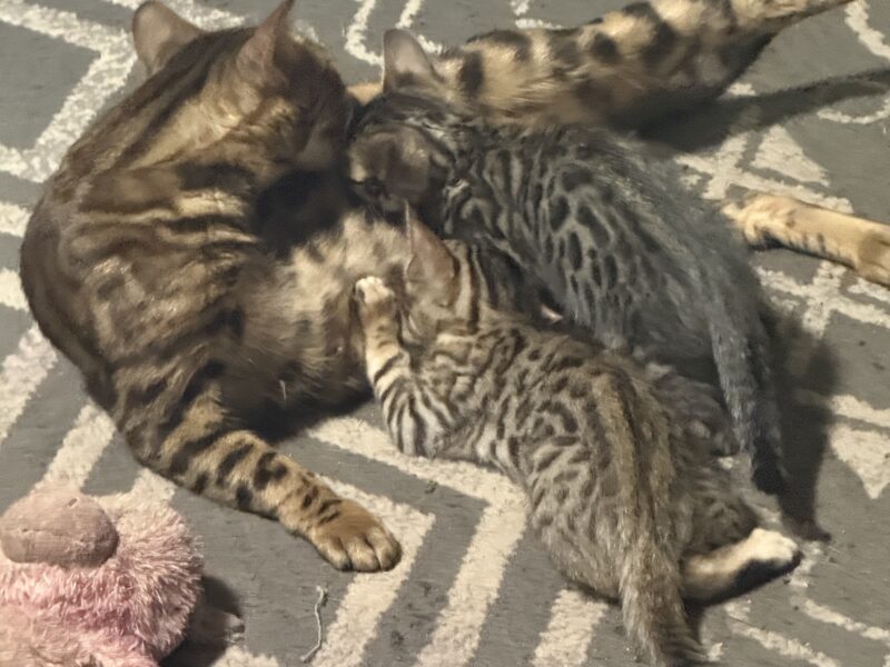 Brown and snow bengals available