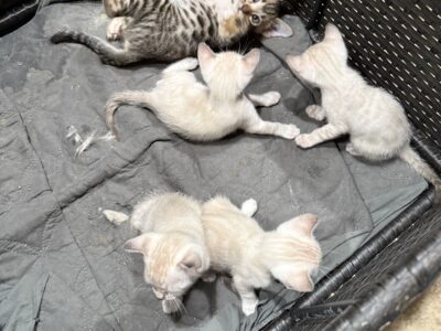 Brown and snow bengals available