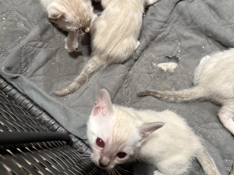Brown and snow bengals available