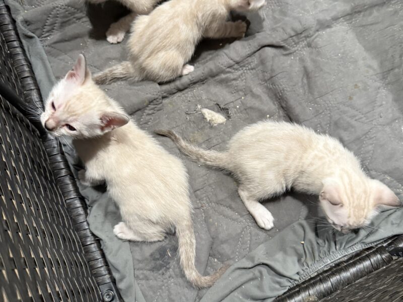 Brown and snow bengals available