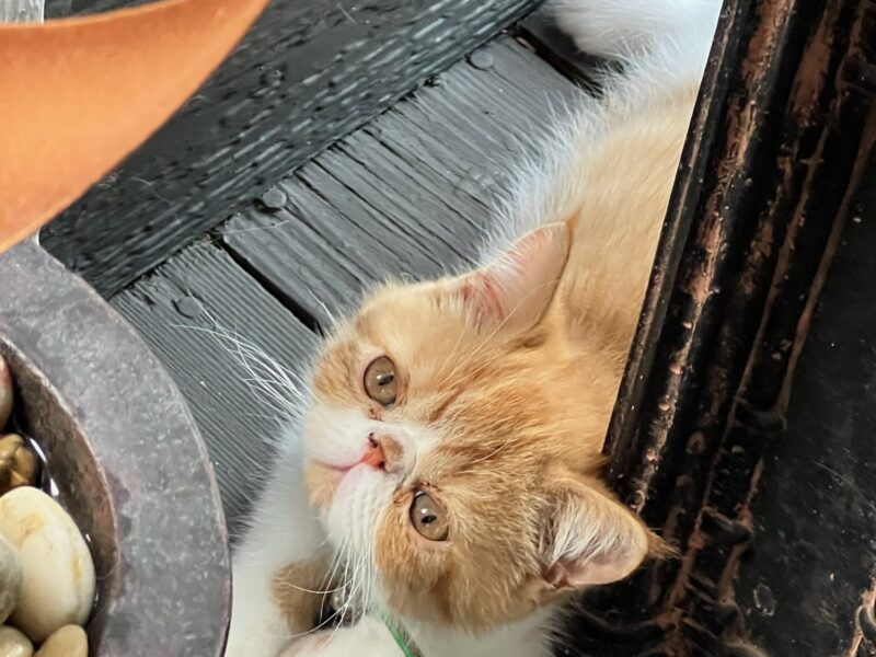 Orange tabby and white