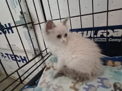Ragdoll Kittens