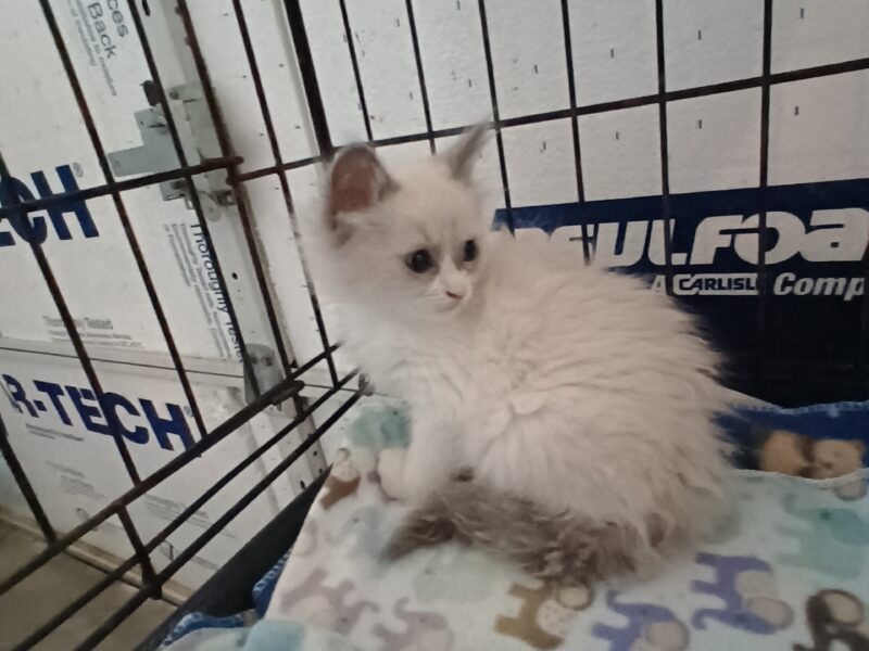 Ragdoll Kittens